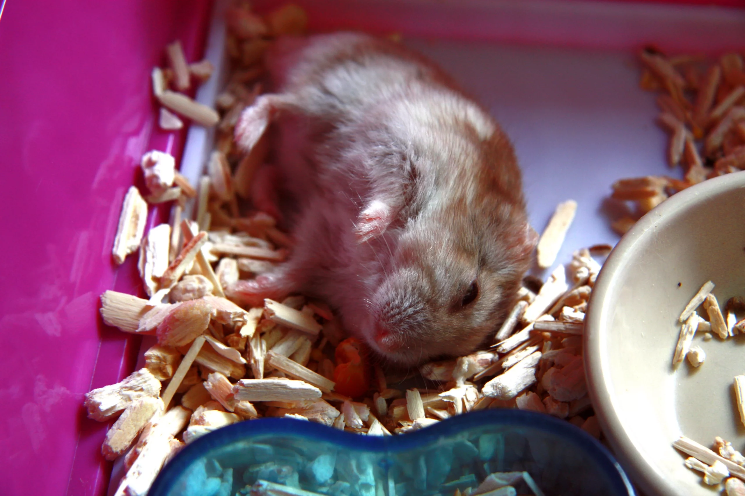 Can an Abscess Kill a Hamster? & Treatments)