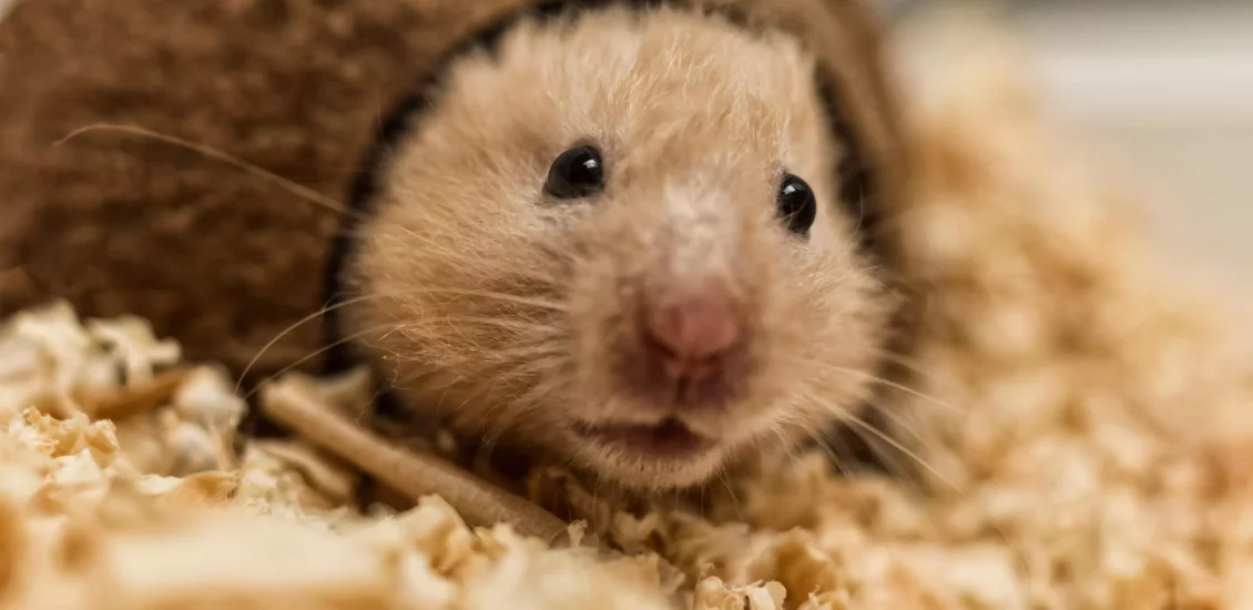can hamsters die from loud noises
