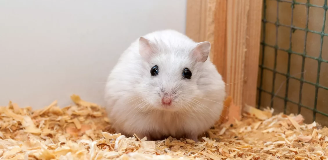 why is my hamster filling his tube with bedding