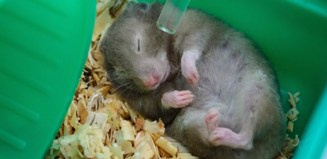 why is my hamster lying flat