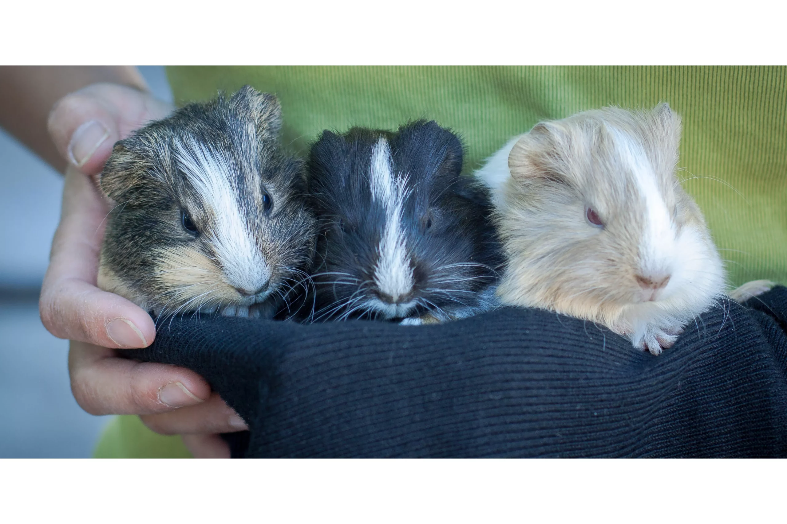 Can Hamsters Eat Guinea Pig Food? (Hamster Food & Nutrition)