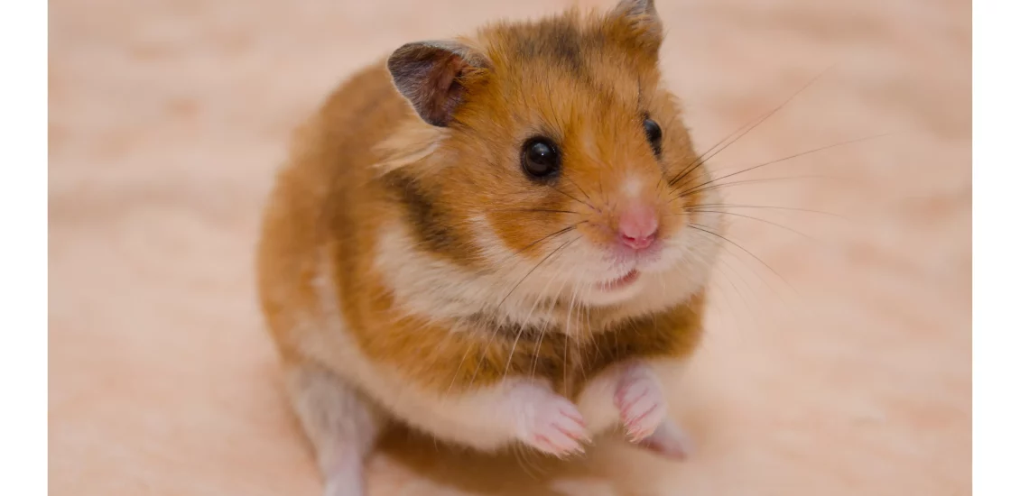 can hamsters have seizures 3
