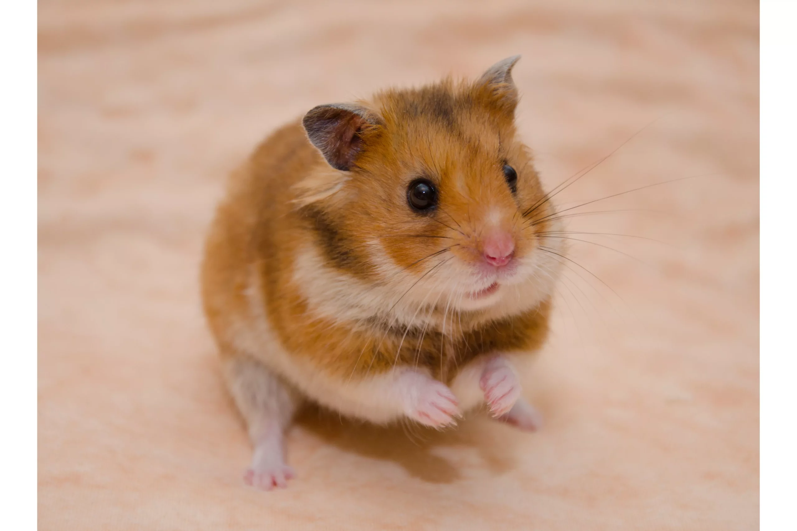 Can Hamsters Have Seizures? & Treatment)