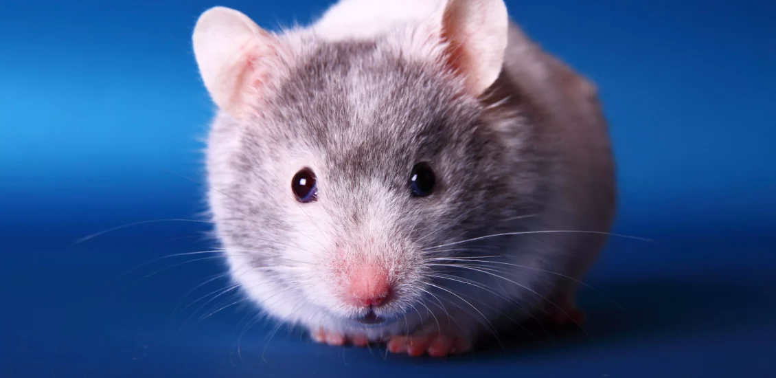 do hamsters have whiskers 2