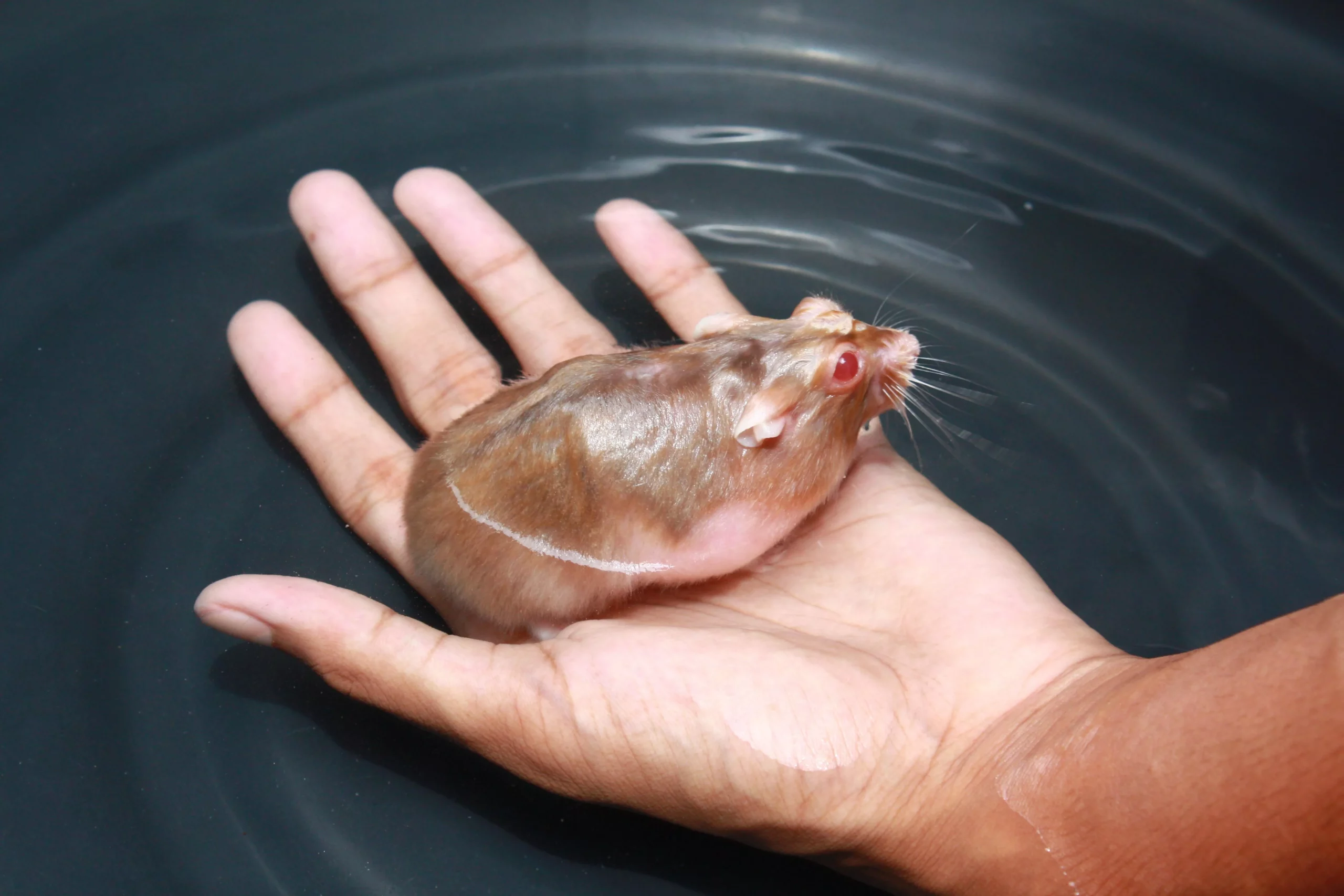 Do Hamsters Like Swimming? (Hamsters Care Guide & FAQs)