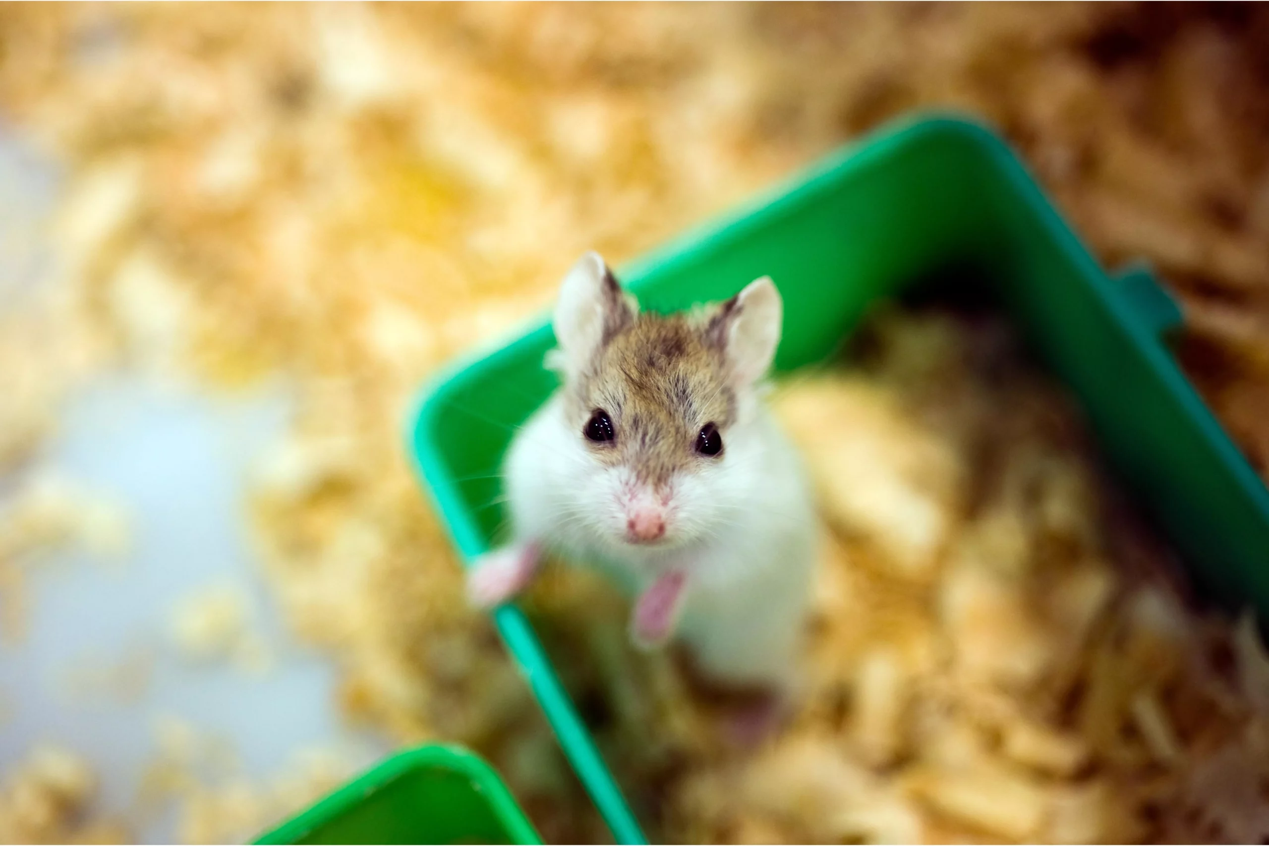 Do Hamsters Pee? (Frequency, Potty Training Tips & FAQs)