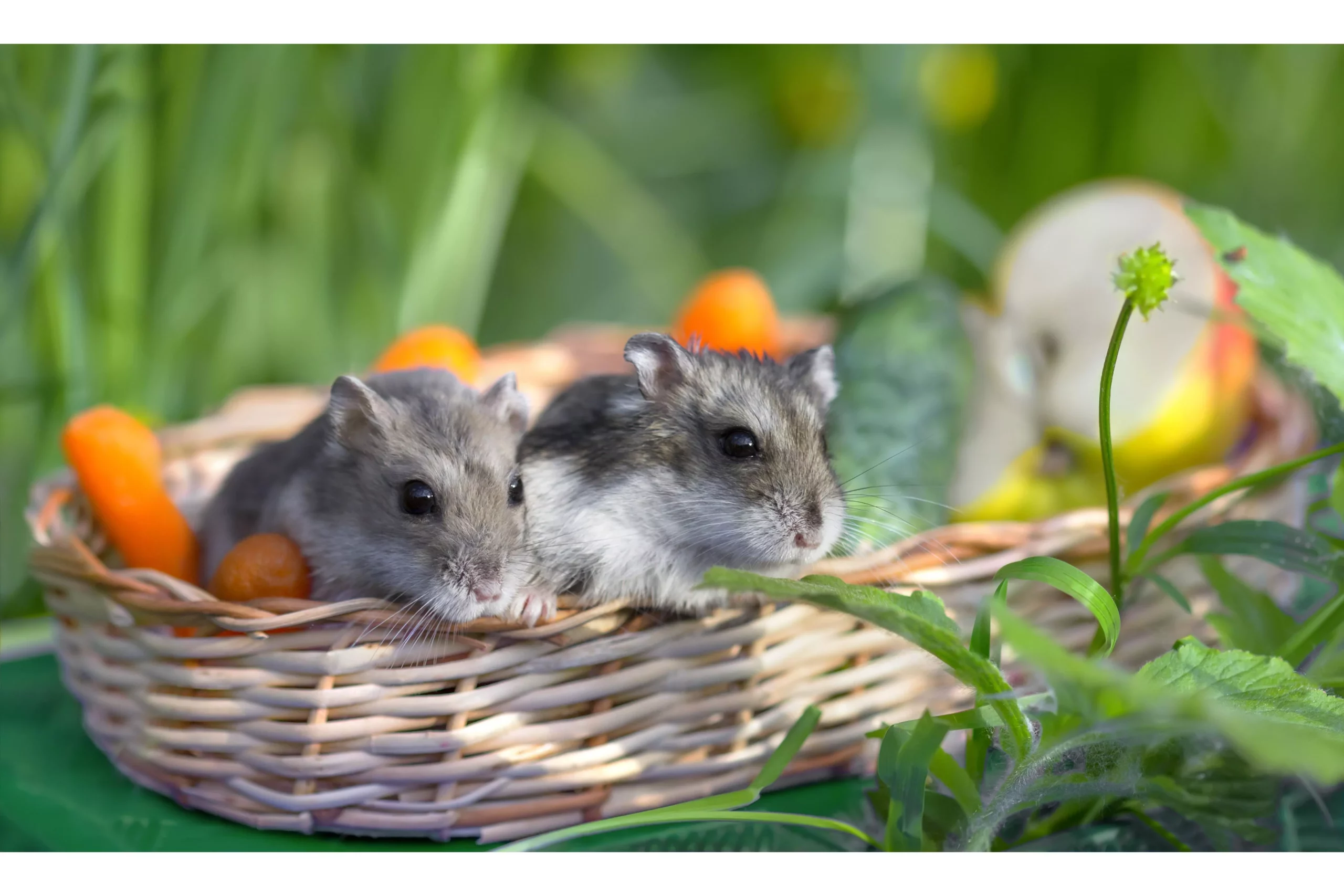 Do Hamsters Play With Each Other? (Affection, Fights & More)