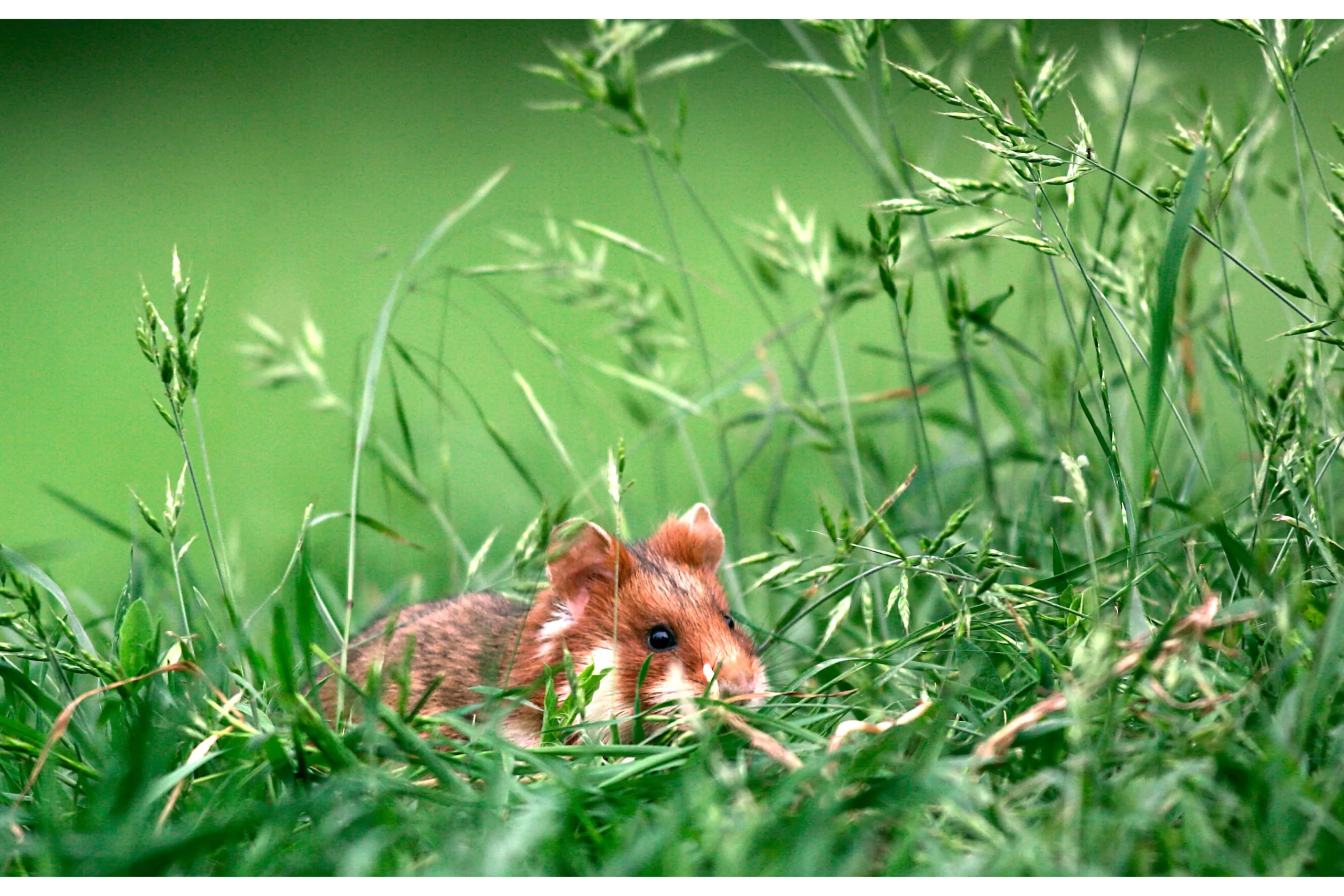 How Long Does it Take For a Hamster Body To