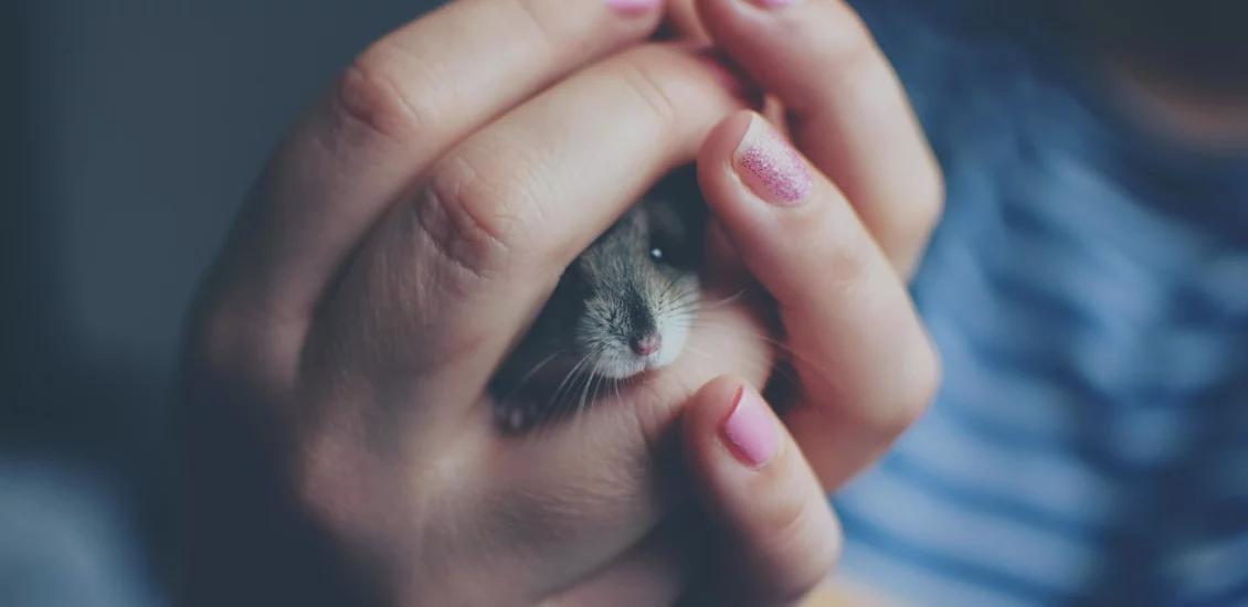 what does it mean when your hamster pees on you