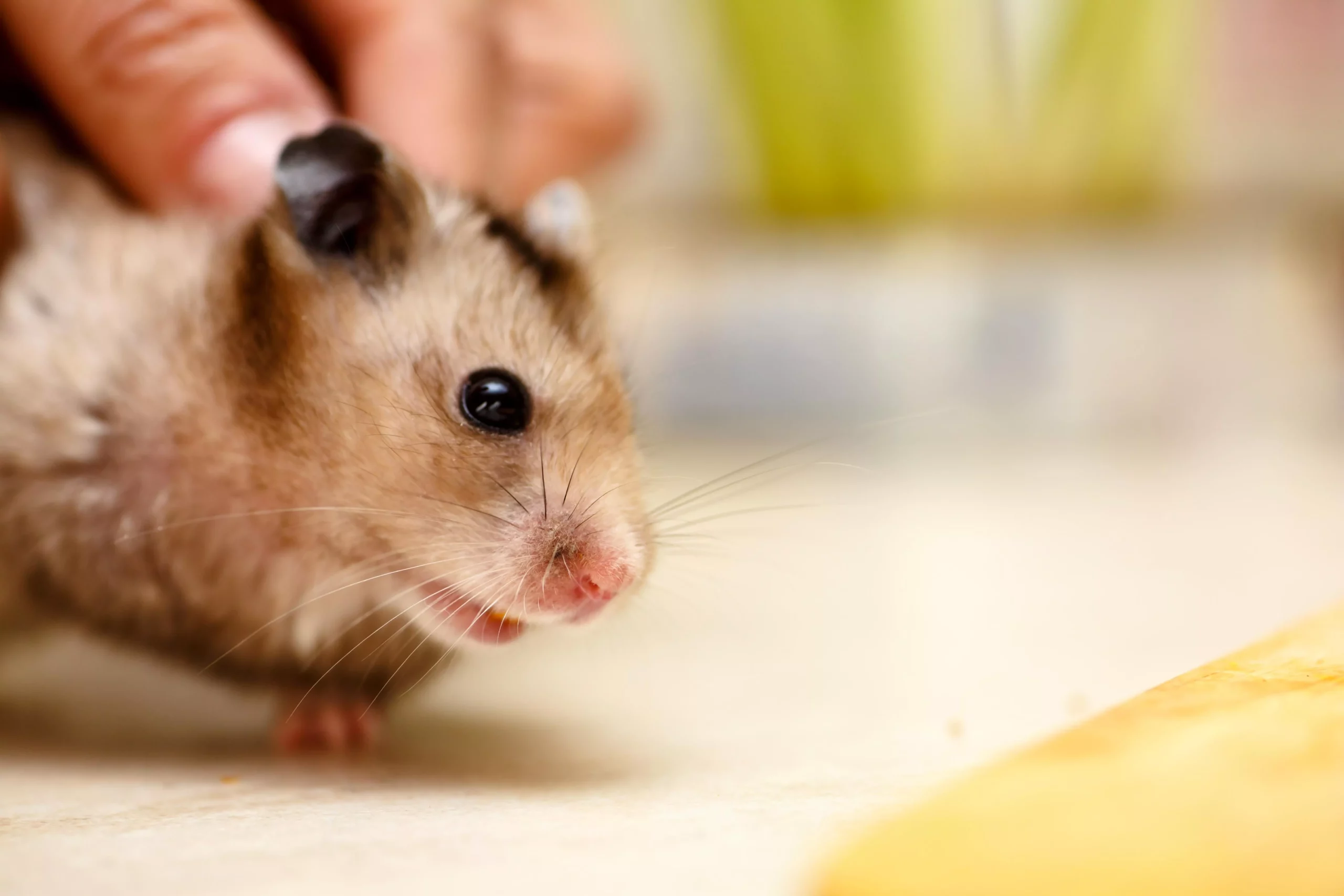 Why Do Hamsters Eyes Pop Out? (Hamster Eye Care Guide)