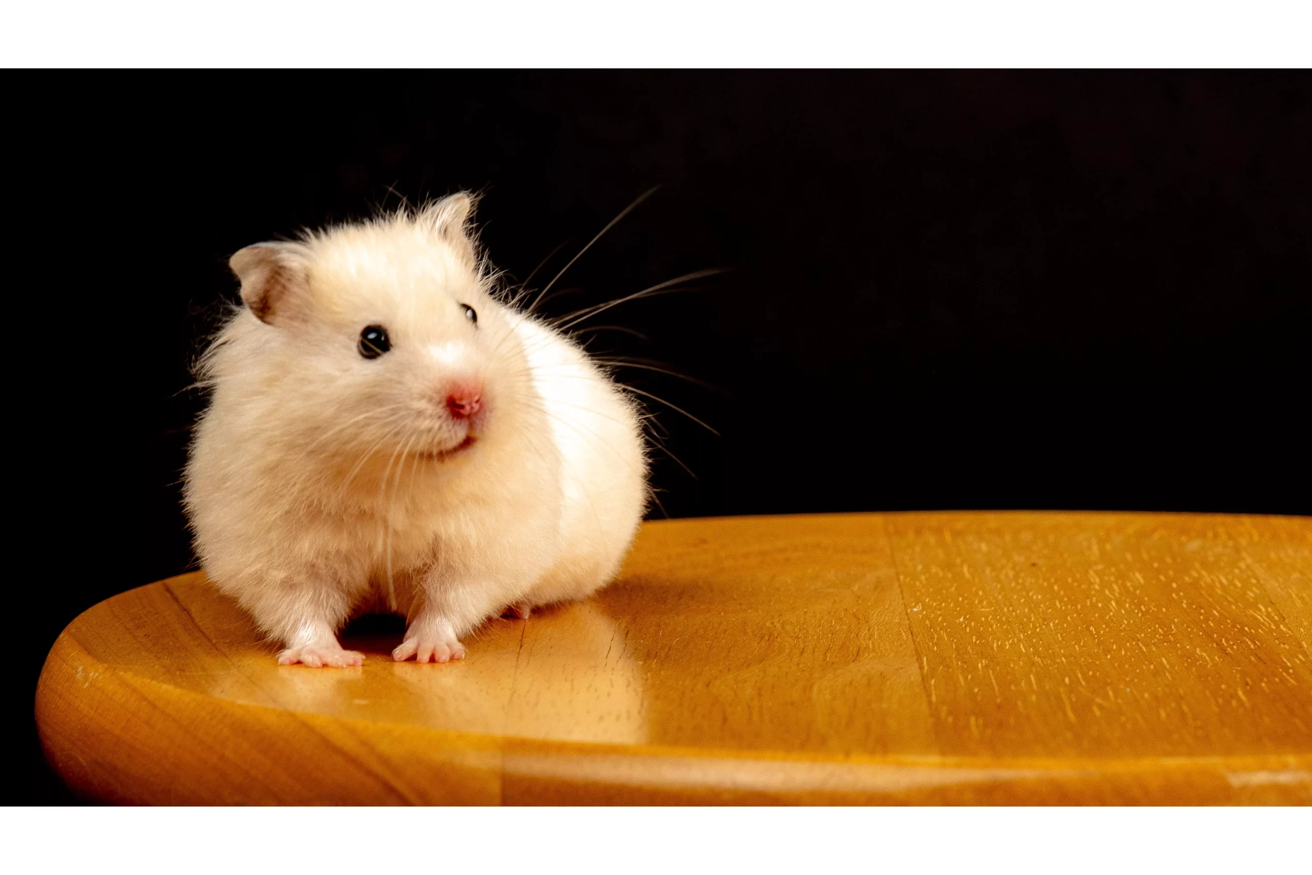 Why Is My Hamster Acting Weird? (All About Hamster Behavior)