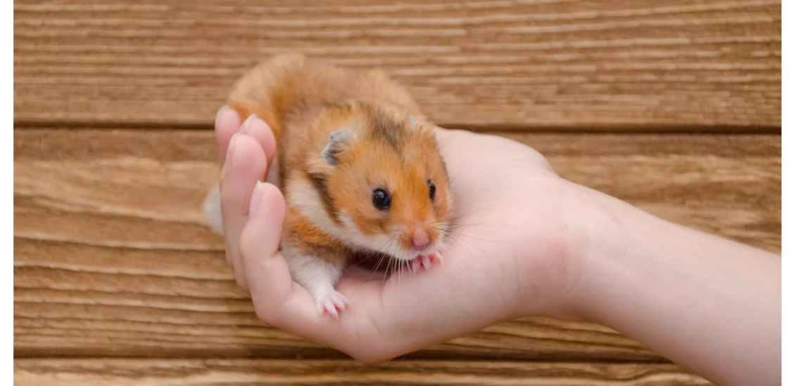 why is my hamster shaking so much